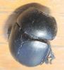 Trypocopris vernalis
